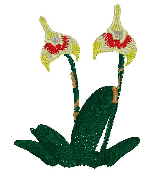 Masdevallia Spruceia Orchid